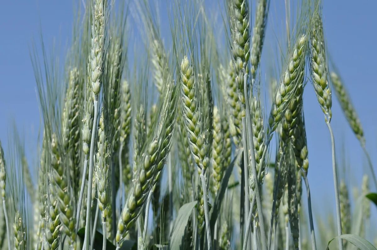 Озимая пшеница вид. Пшеница озимая Лагуна. Сорта Яровой мягкой пшеницы. Яровая твердая пшеница. Озимая и Яровая пшеница.
