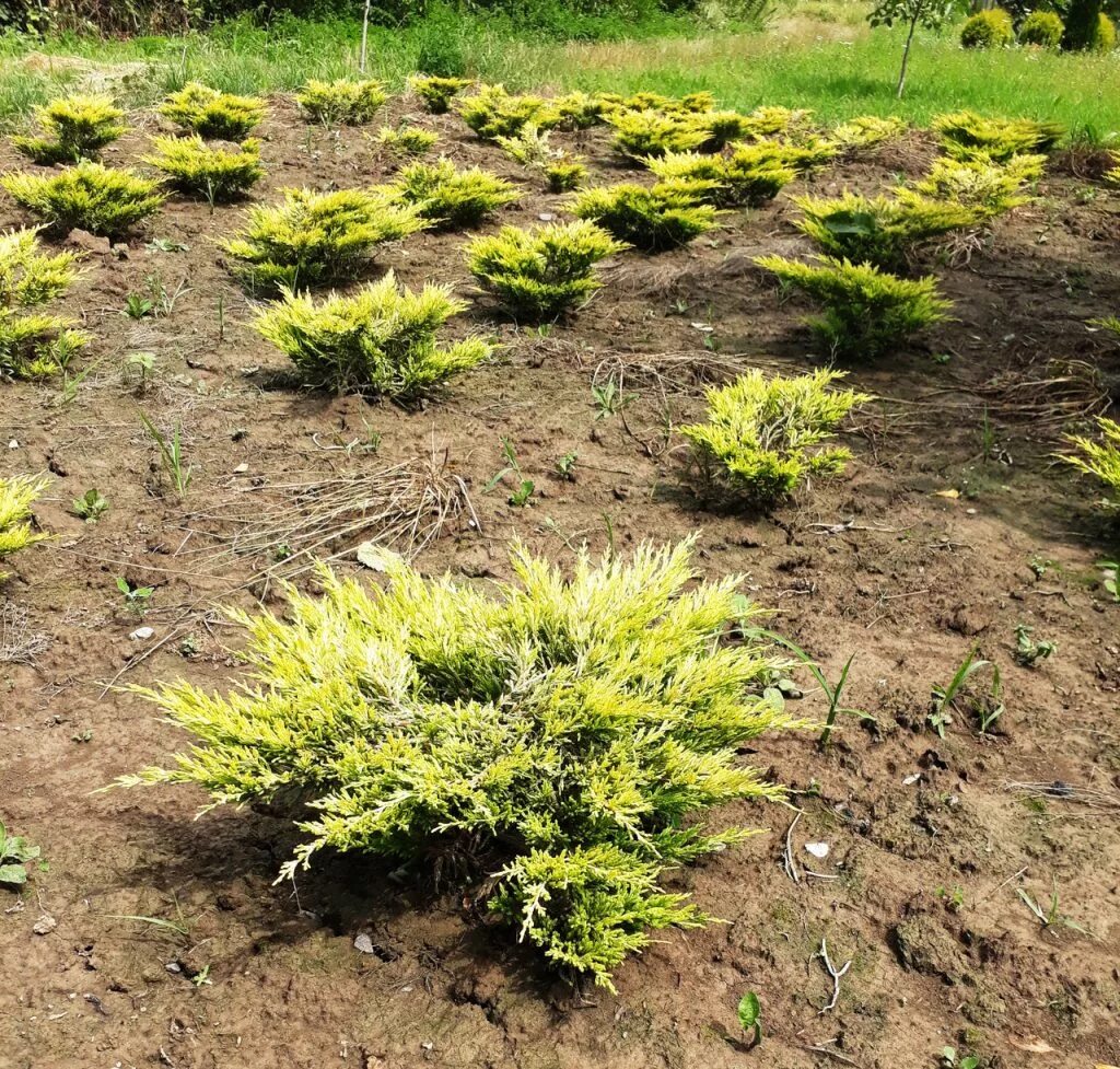 На каком расстоянии сажать можжевельник. Можжевельник Лаймглоу. Juniperus horizontalis Limeglow. Можжевельник лайм Глоу. Можжевельник казацкий стелющийся.