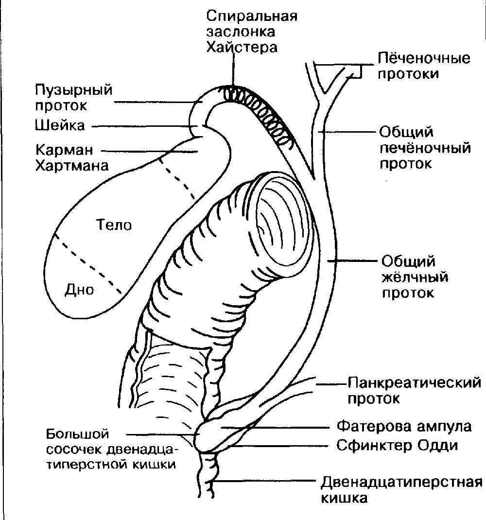 проток 3. внутреннее строение желчного пузыря. желчный пузырь сфинктер одди анатомия. топографическая анатомия поджелудочной железы.