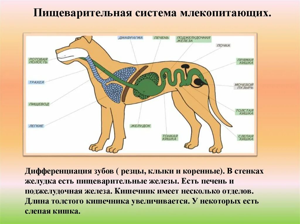 Функции позвоночника у млекопитающих