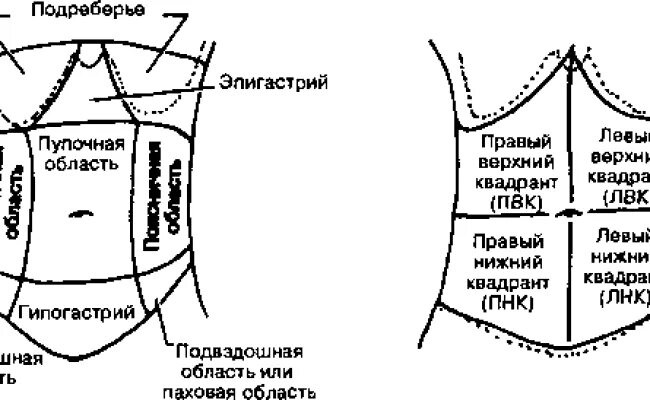 Средняя часть живота. Надчревная область живота органы. Области живота топографическая анатомия. Области живота анатомия схема на латинском. Зоны передней брюшной стенки схема.