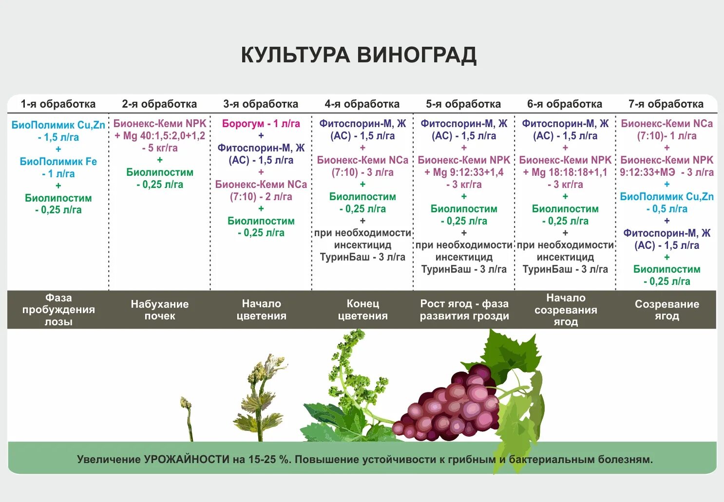 Какой тип развития характерен для виноградной. Подкормка винограда весной схема. Схема обработки винограда весной. Схема обработки винограда в таблице. Схема внесения удобрений для винограда.