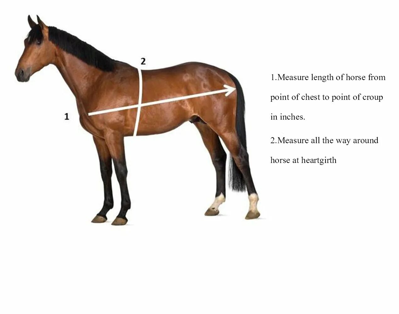 Horse перевести. Вес лошади. Высота лошади. Лошадь информация для детей. Длина тела лошади.