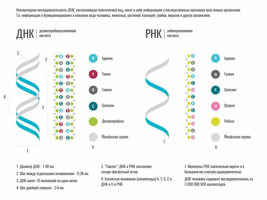 ДНК расшифровка. ДНК человека расшифровка. ДНК расшифровка биология. ДНК И РНК расшифровка.