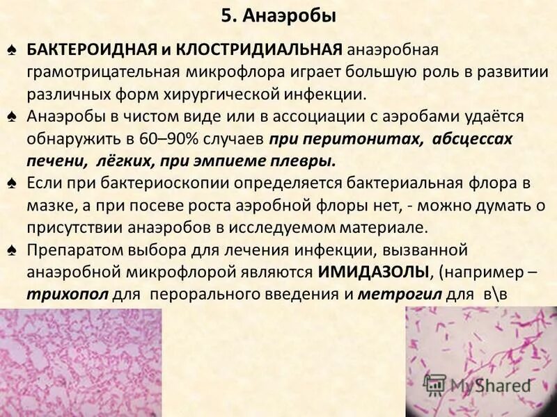 Цвет грамм отрицательные бактерии. Таблица грамположительных и грамотрицательных бактерий. Бациллы грамположительные или грамотрицательные. Перечень грамотрицательных бактерий. Бакретрри грамм положительные.