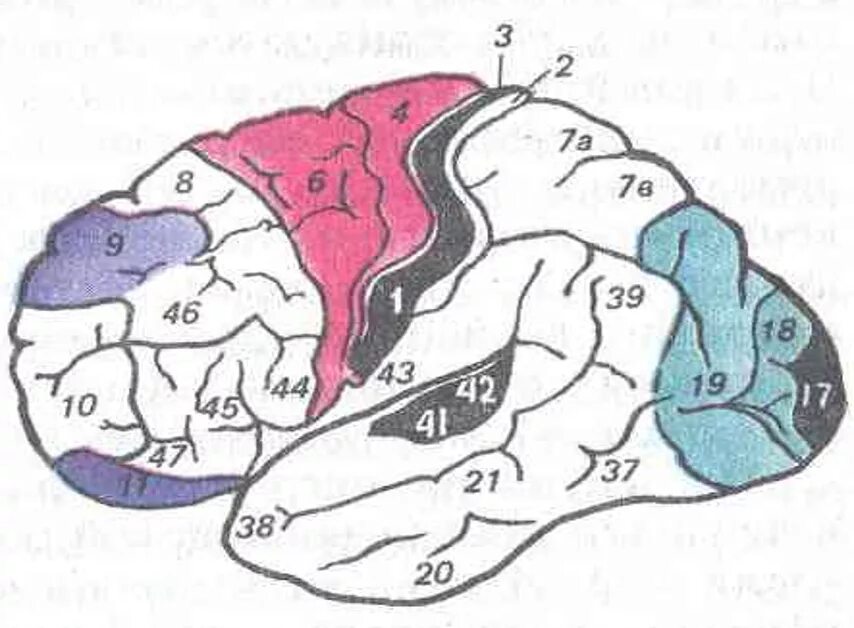 Ассоциативные зоны КБП. Функциональные зоны КБП. Головной мозг КБП зоны и доли. Моторная зона КБП.