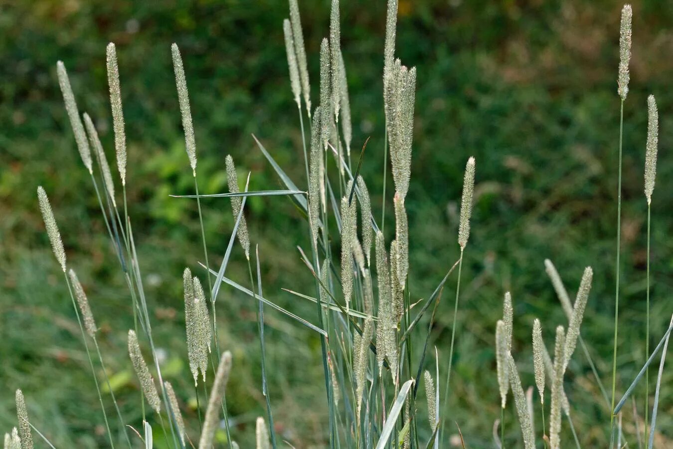 Тимофеевка степная. Тимофеевка (Phleum). Тимофеевка Луговая (Phleum pratense l.). Тимофеевка Степная (Phleum phleoides). Лисохвост Луговой (Alopecurus pratensis)..