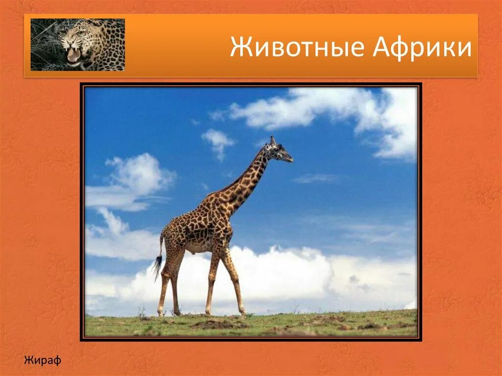 Животные африки 2 класс. Животные Африки презентация. Интерактивная презентация про африканских животных. Животные Африки слайды для презентации. Африка для 2 класса по окружающему миру.