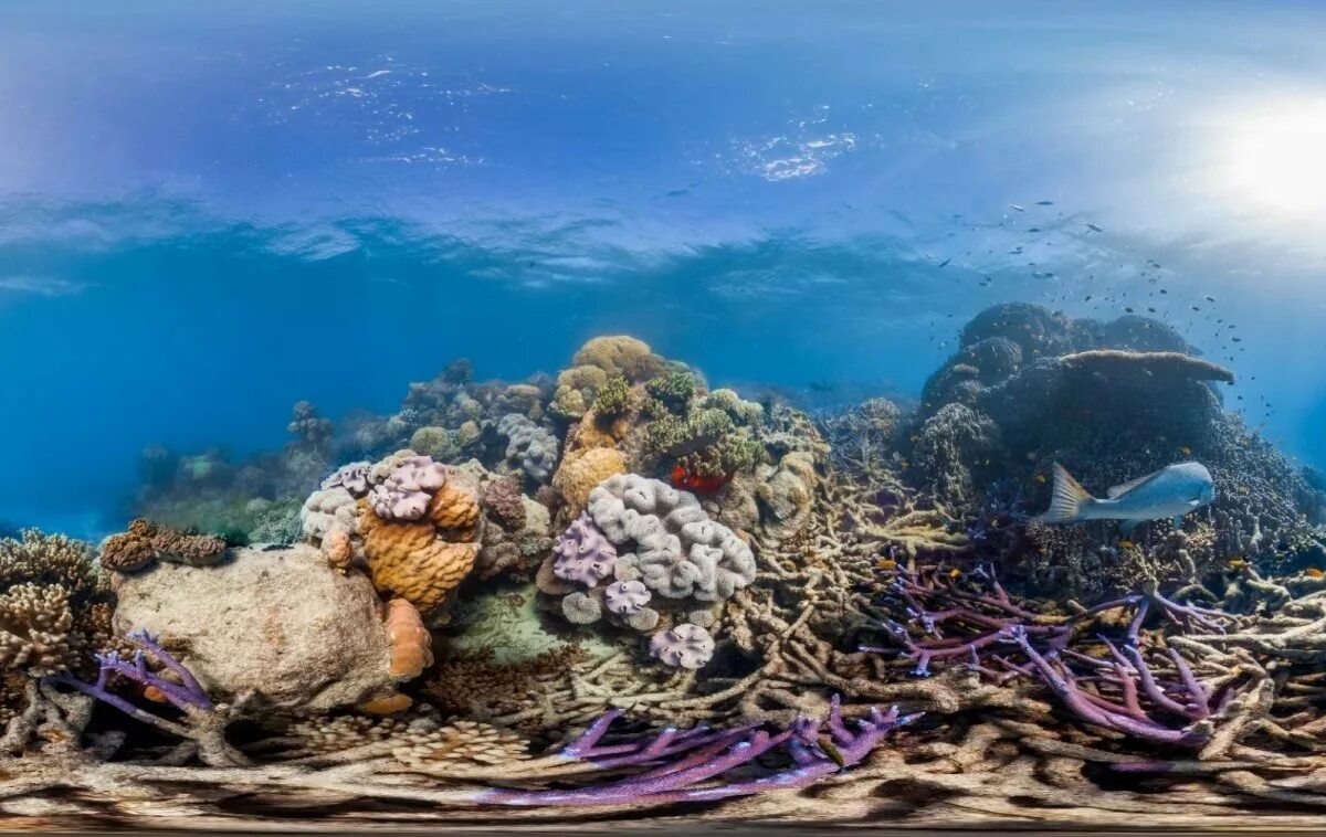 Сообщество кораллового рифа. Морское дно фото высокого разрешения. Подводный мир фото высокого разрешения. Коралловый риф вид сверху. Морское дно фото высокого разрешения вертикально.