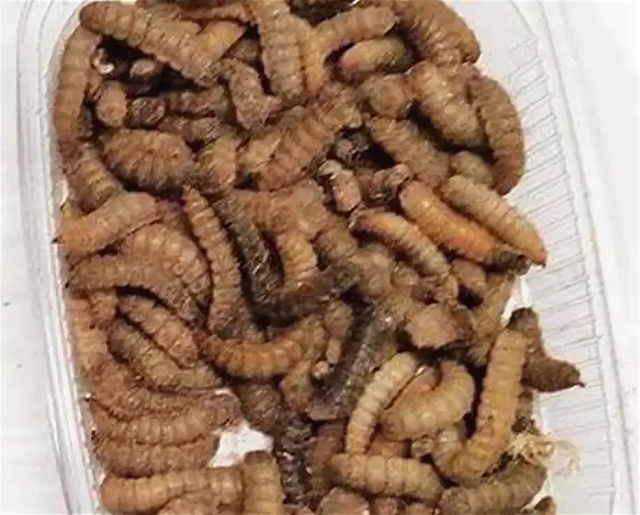 Изготовление личинок. Изготовление личинок. Большой мучной хрущак. Львинка корм. Изготовление личинок.