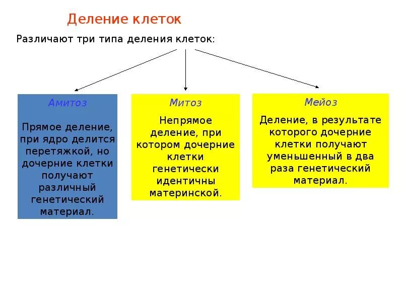 Типы деления клеток 3 типа. Прямое деление. Деление прямое Непрямое митоз митоз. Непрямое деление. Митоз Непрямое деление.