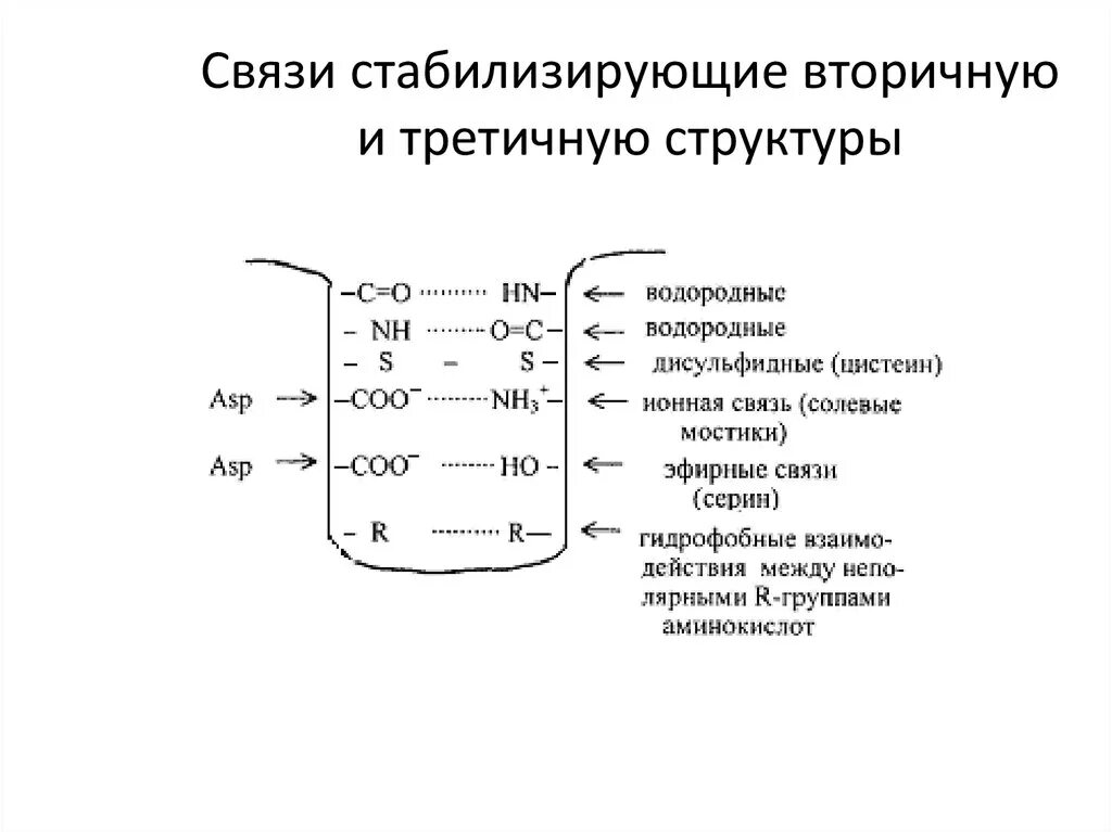 Вторичная структура белка связи стабилизирующие вторичную структуру. Силы стабилизирующие вторичную структуру белка. Связи стабилизирующие третичную структуру белка. Вторичная структура стабилизируется. Третичную структуру белка стабилизируют