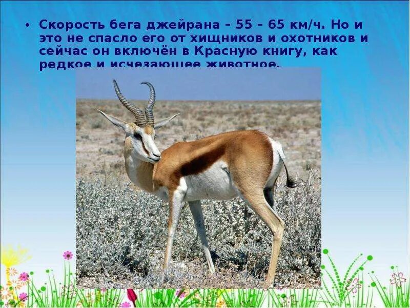 Газель томпсона бег. Антилопа бежит. Спрингбок (антилопа-прыгун). Антилопа скорость бега км ч. Антилопа скорость бега км ч.