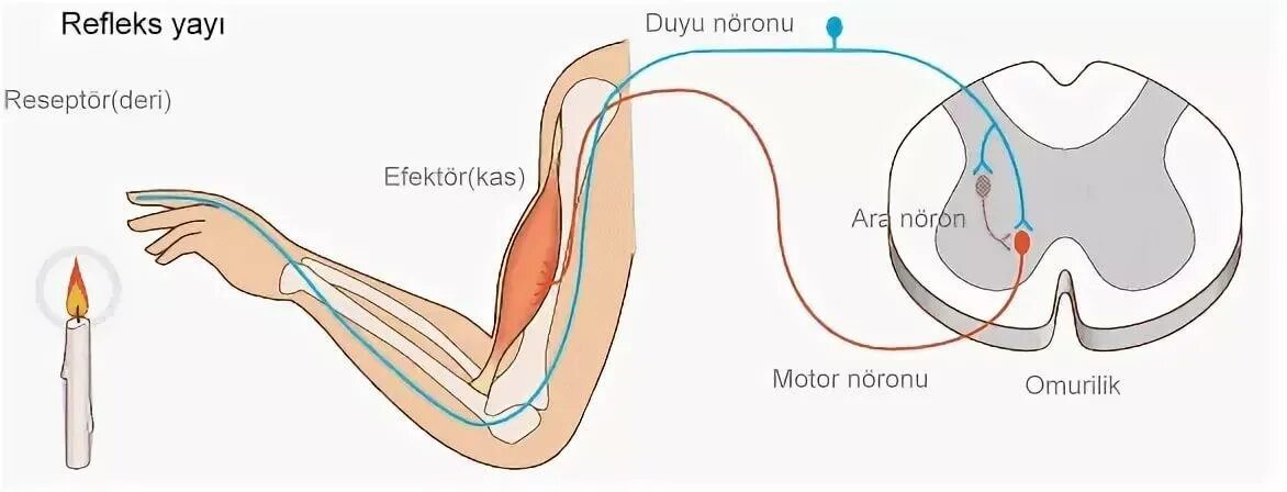 Отдергивание руки от горячего предмета это какой. Рефлекторная дуга. схема рефлекторной дуги. отдергивание руки от горячего. соматический безусловный рефлекс.