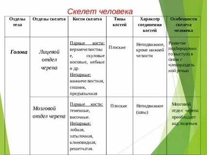 Таблица вид костей особенности примеры