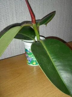 Посадка фикуса каучуконосного