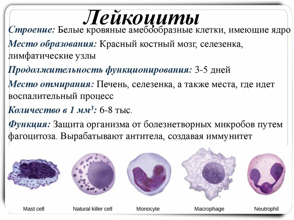 Клеточная структура лейкоцитов. Лейкоциты внутреннее строение. Форма лейкоцитов в крови человека. Какие у лейкоцитов функции и строение.