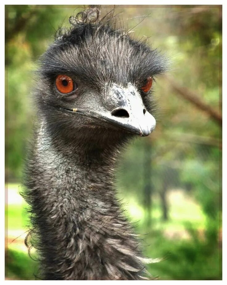 Old emu
