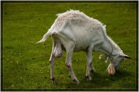 Real goat
