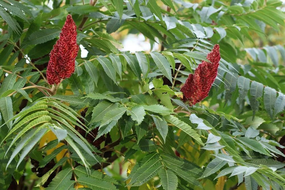 Сумах семена. Сумах оленерогий семена. Rhus typhina растение. Rhus typhina побег. Растение Сумах оленерогий.