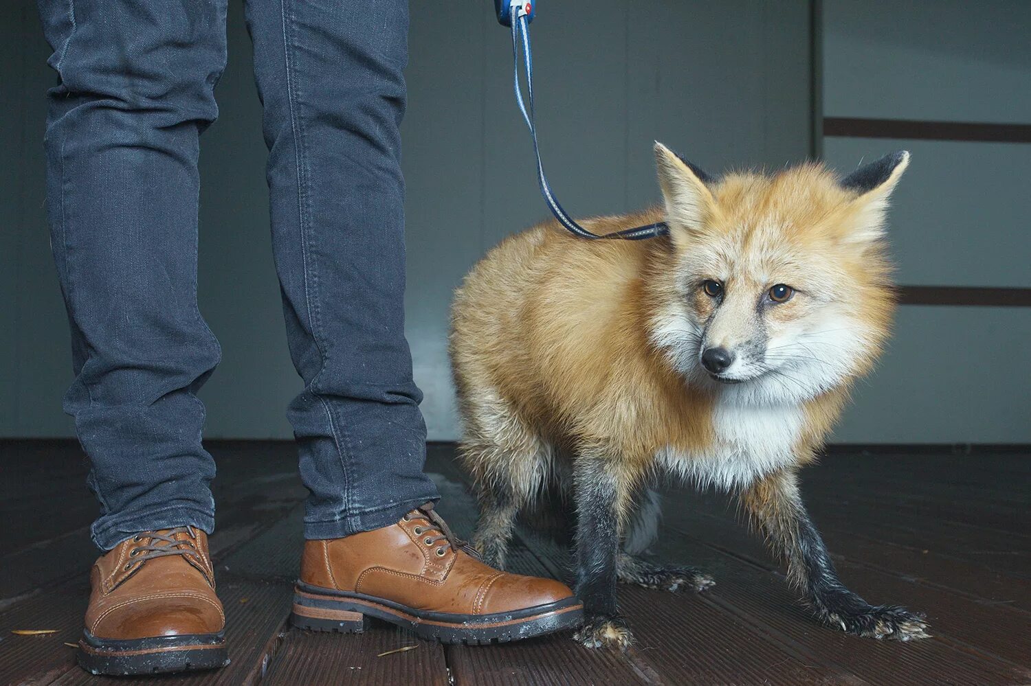 Лиса. Домашняя лиса. Ручная лиса. Одомашненные лисы. Сколько стоит fox