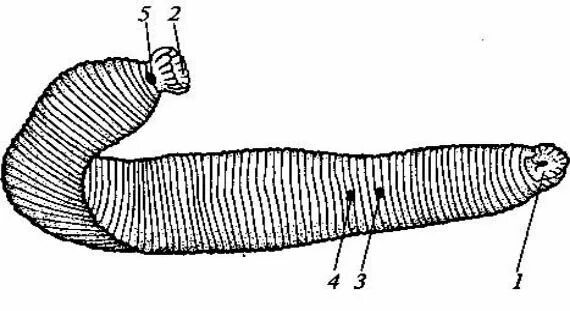 Спинно брюшном направлении. Внешнее строение медицинской пиявки. Пиявки биология строение. Наружное строение пиявки. Медицинская пиявка строение.