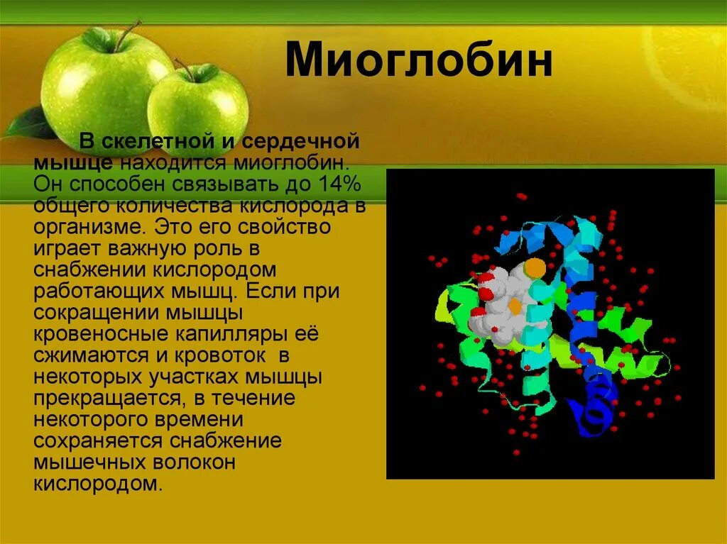 Миоглобин. Миоглобин в организме человека. Миоглобин роль в организме. Роль миоглобина в организме человека.