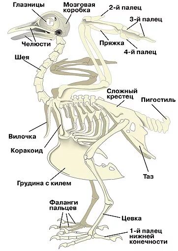 Какие изменения скелета крыла связаны с полетом. Опорно двигательная система птиц скелет. строение скелета курицы. скелет и мускулатура птиц. голень птицы скелет.