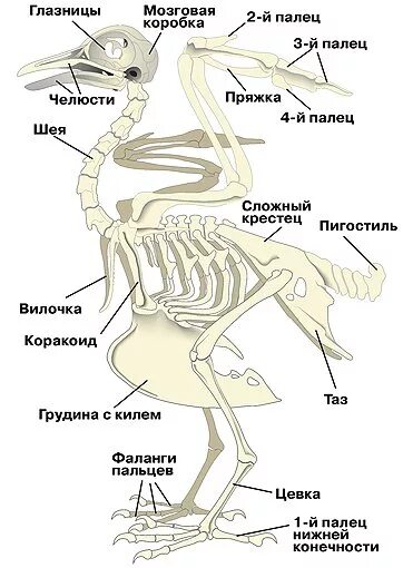 Опорно двигательная система птиц скелет. Строение скелета курицы. Скелет и мускулатура птиц. Голень птицы скелет. Большие глазницы у птиц