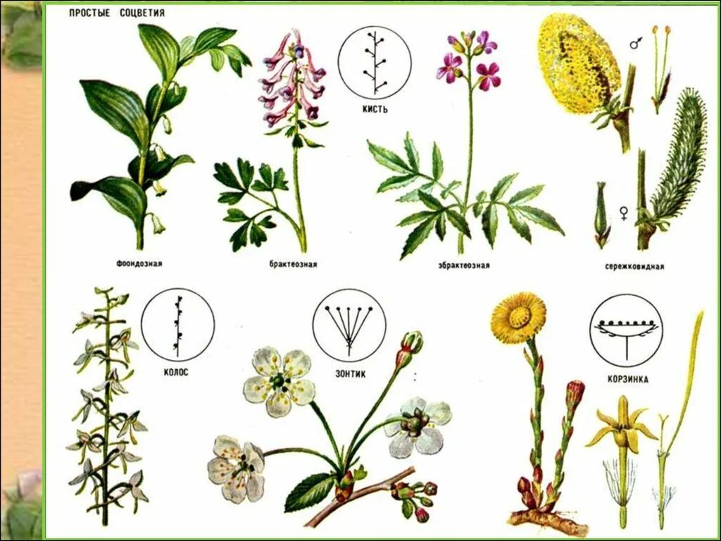 1 вид растения. Соцветия покрытосеменных растений. Фрондозное соцветие. Типы соцветий покрытосеменных растений. Биология Пасечник соцветие люпина.