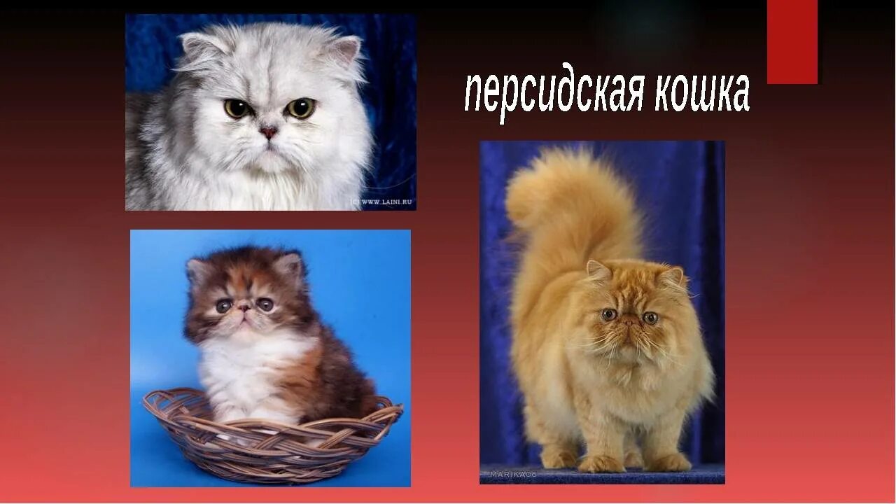 Персидская кошка описание. Персидская кошка описание. Факты о персидских кошках. Персидский характер. Персидский кот описание.