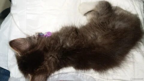 Стул котенка 1 месяца