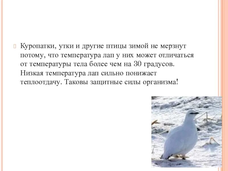 Почему утки не мерзнут в воде. Температура тела у уток. почему птицы не мерзнут зимой. почему зимующие птицы не мерзнут зимой. температура для уток.