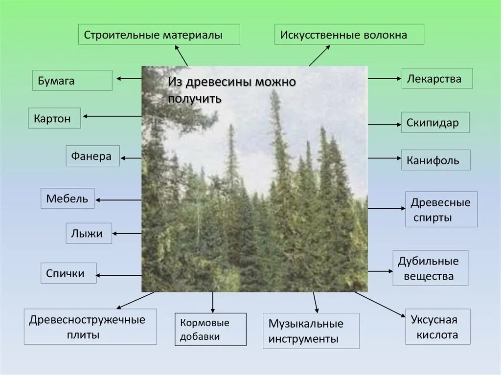 Природный комплекс тайги. Схема тайги. Схема природной зоны тайги. Природный комплекс тайги схема. Рельеф природной зоны тайги