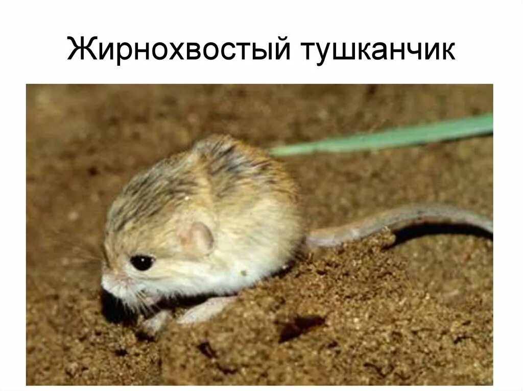 Карликовый трехпалый тушканчик. Тушканчик прыгун. Карликовый пятипалый тушканчик красная книга. Пятипалый карликовый тушканчик. Джунгарский тушканчик.