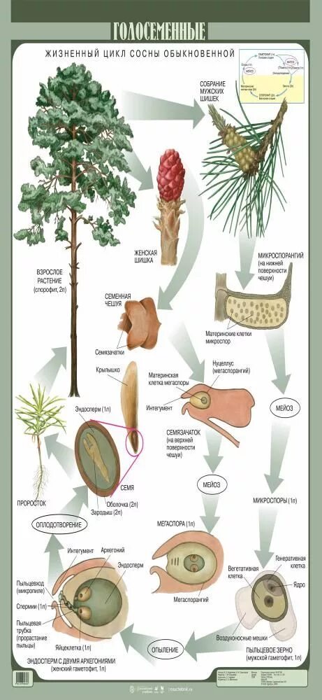 При делении жизненного цикла овощных растений онтогенез. Жизненный цикл голосеменных сосна обыкновенная. Цикл развития сосны схема. Цикл развития сосны обыкновенной схема. Цикл развития голосеменных схема.