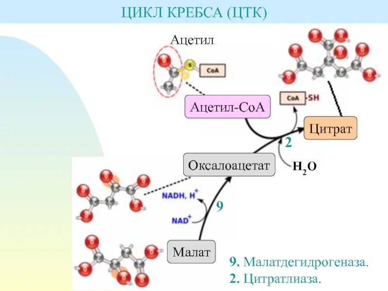 Фазы менструального цикла схема. Общая схема обмена веществ и энергии в организме. Ускорить цикл. Энергетически выгодные реакции цикла кребса. Скачок инсулина в крови.