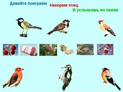 Общие признаки для всех живущих диких птиц