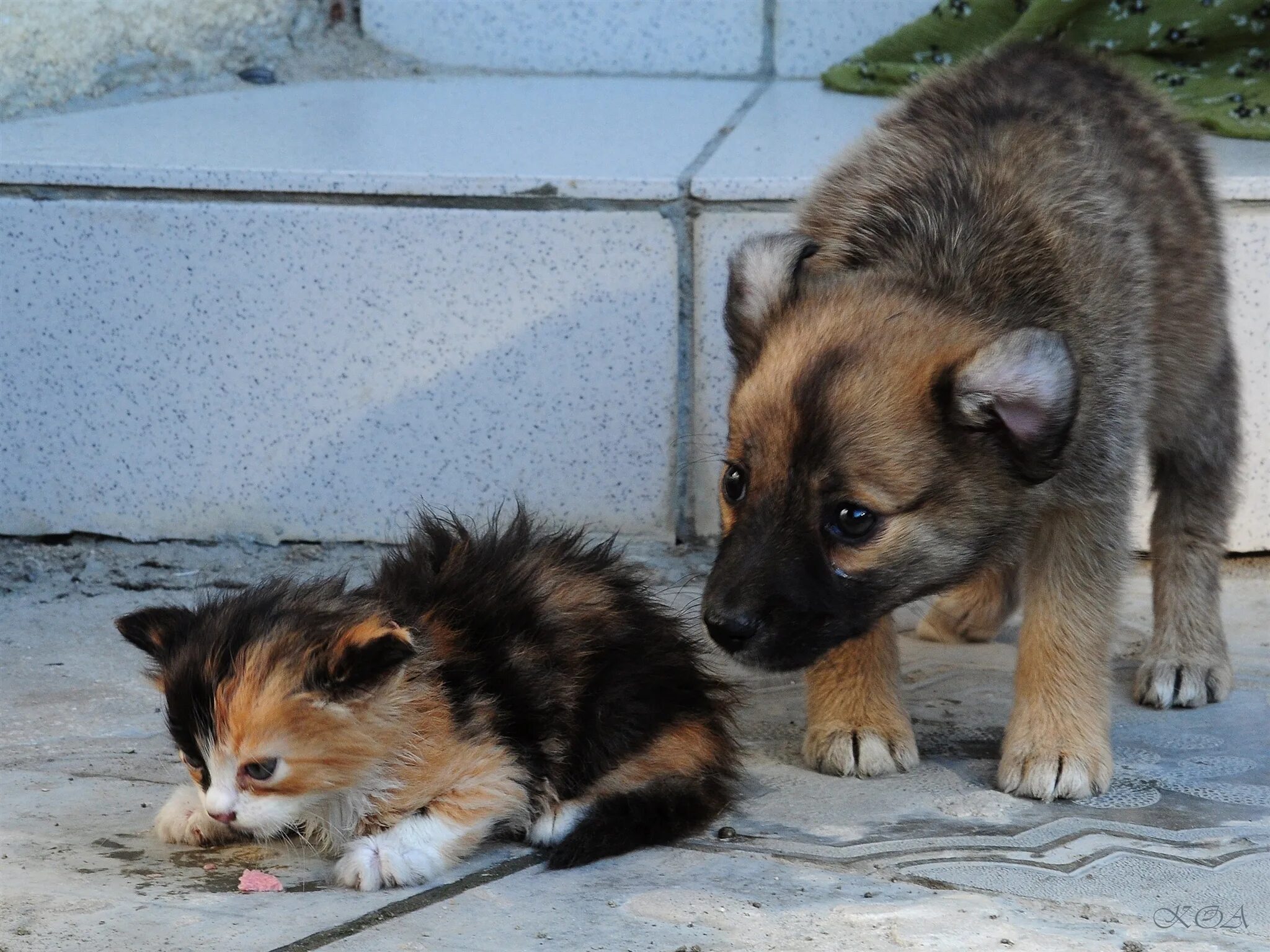 Бездомный щенок. Бездомные щенки и котята. Милые щенки. Бездомный пес. Маленьких бездомных животных.