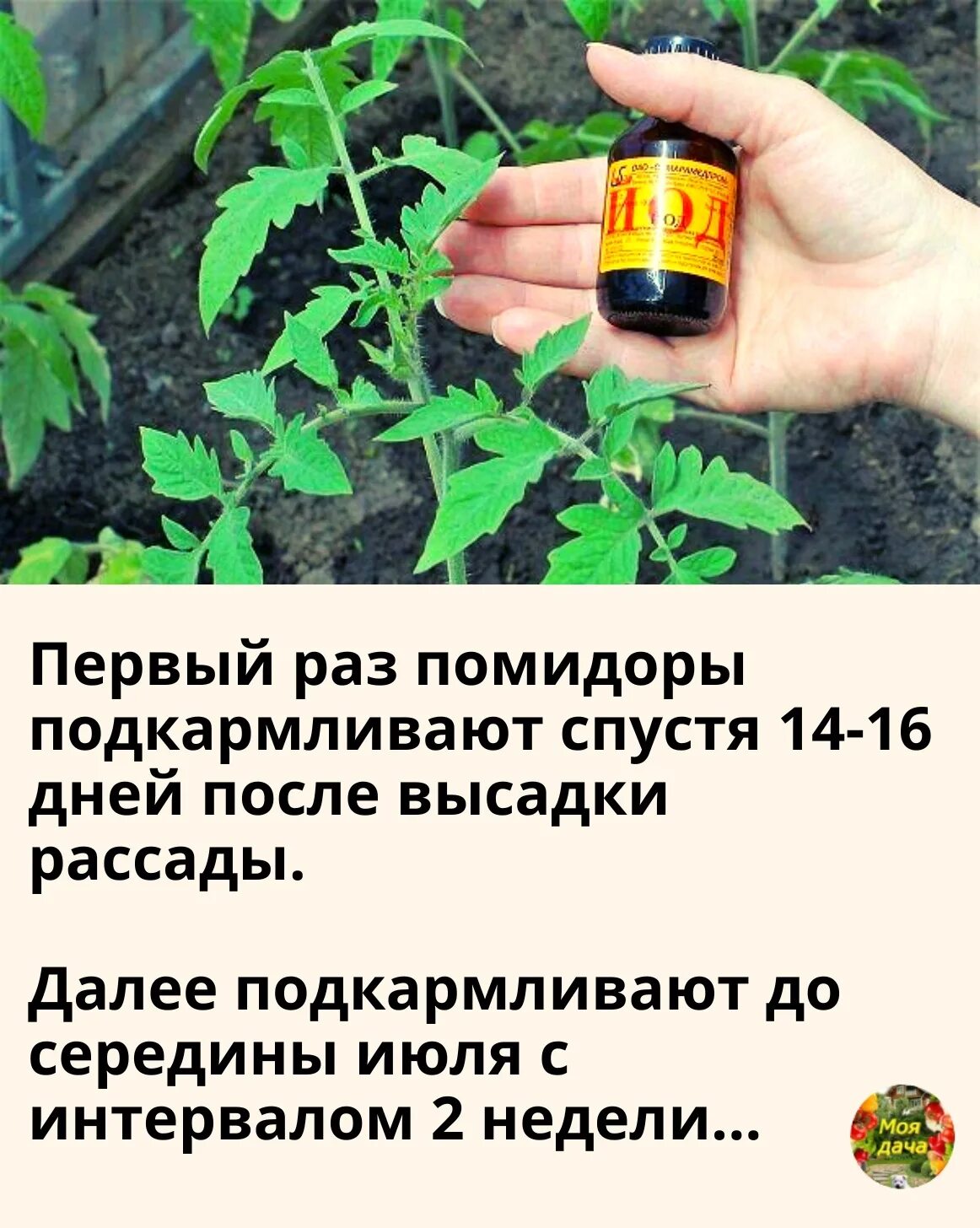 Чем подкормить томаты в конце июля