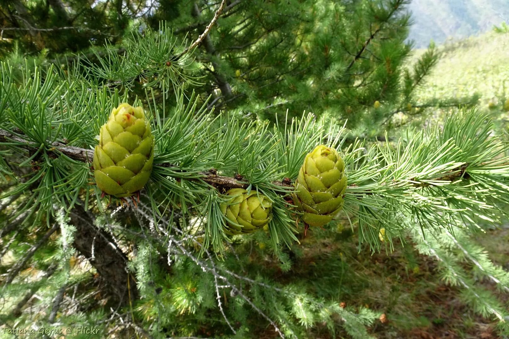 Какого цвета лиственница. Лиственница сибирская larix sibirica. лиственница сибирская lárix sibírica. лиственница сибирская larix sibirica шишки. лиственница сибирская (l. sibirica)..