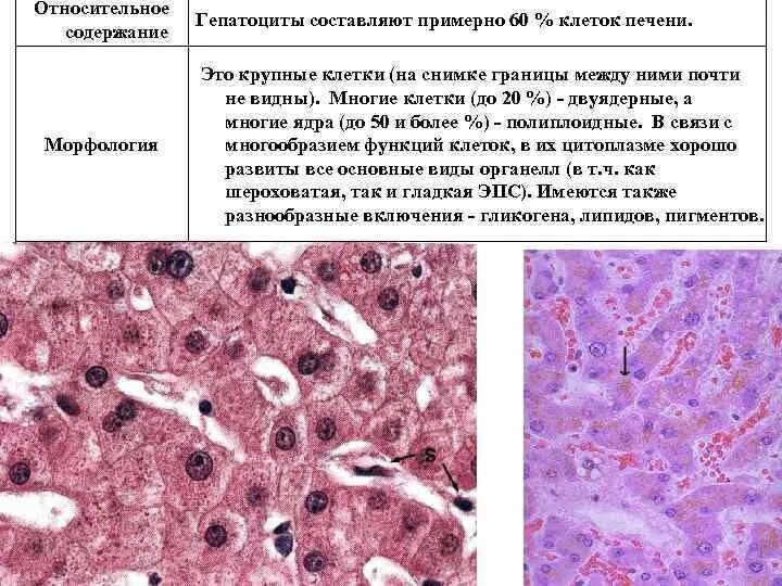 Изменения клеток печени