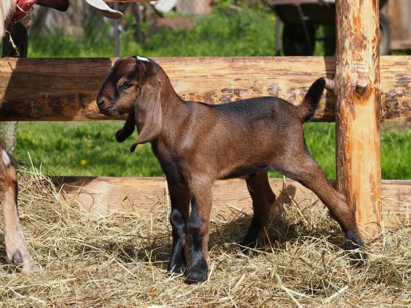 Англо-нубийская коза. Коза нубийской породы. Нубийские козы козлята. Коза вислоухая нубийская. Коза нубийской породы описание породы цена