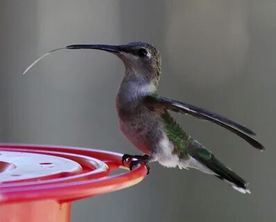 Hummingbird game zelu