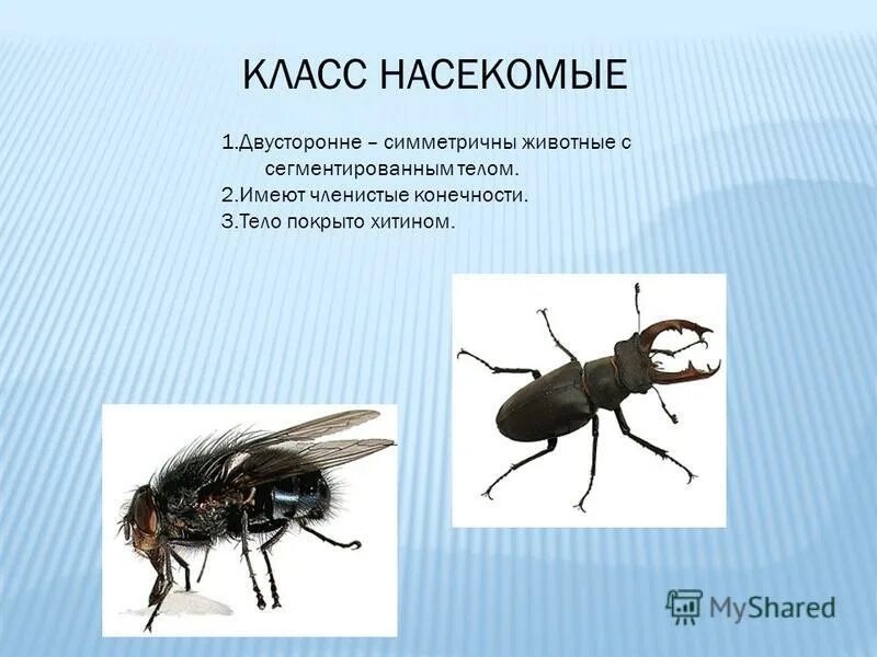 Характеристика класса ракообразные 7 класс. Имеет 19 пар членистых конечностей. Типы конечностей. Имеет 19 пар членистых конечностей. Членистое строение.