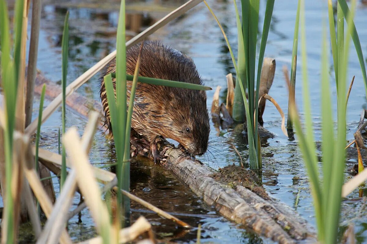 Ондатра (Ondatra zibethicus). Водяная крыса ондатра. Ондатра Енисей. Крыса ондатра. Известно что ондатра полуводное млекопитающее