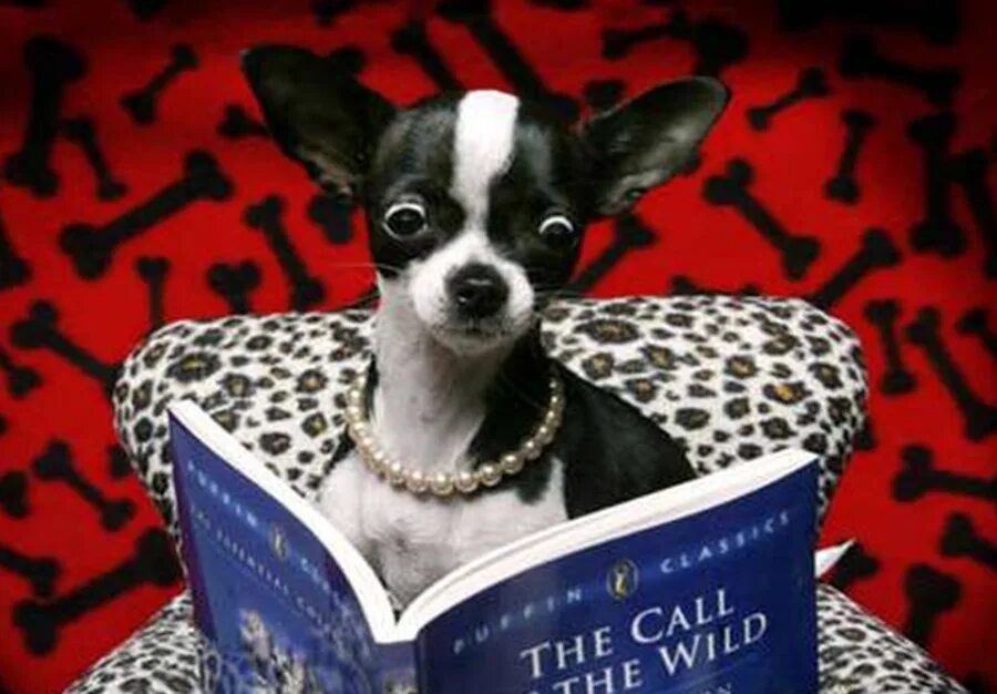 Животные школьники. Собака для детей. Держать собачонку читать. Мальчик с собакой. Собака читает книгу.