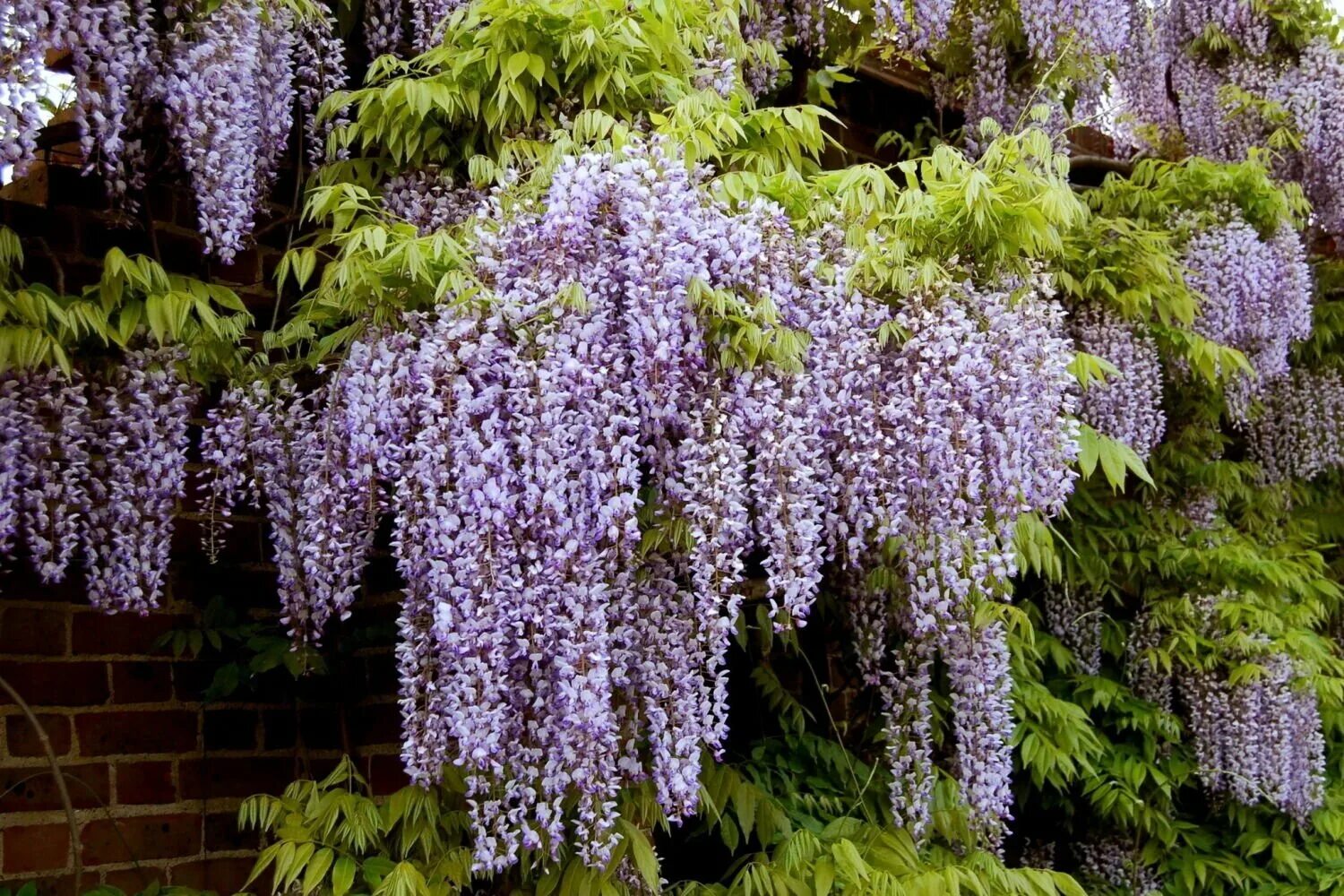 Цветы похожие на куст. Глициния китайская Блю сапфир. Wisteria sinensis Глициния китайская. Глициния сиреневая "китайская" (Chinese) (обильноцветущая).