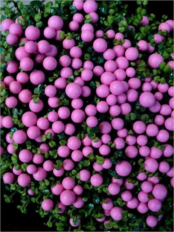 Цветы шарами название. Nertera granadensis. Нертера растение. Нертера розовая. Нертера сиреневая.