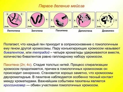 Происходит кроссинговер митоз и мейоз